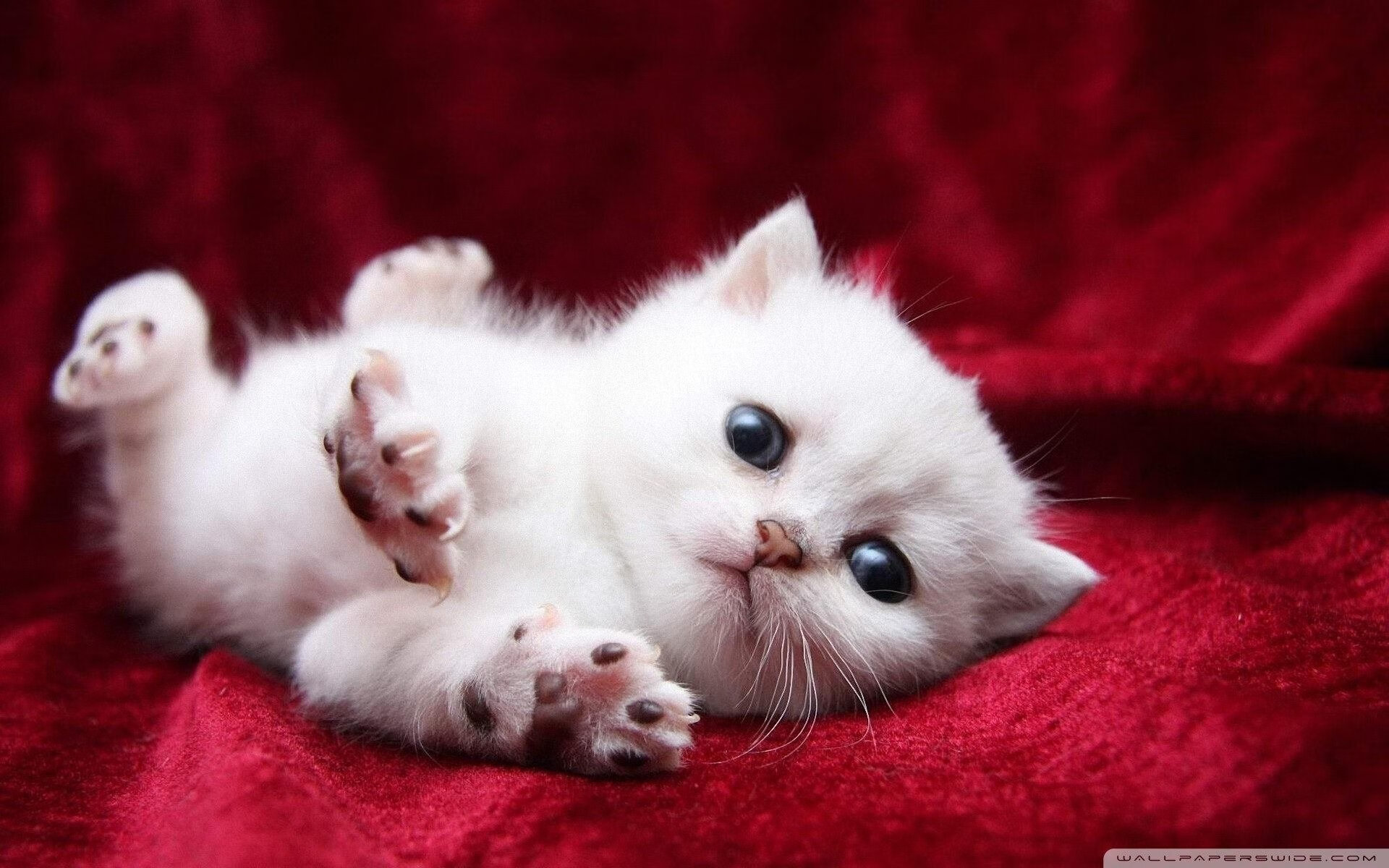 锡安化身防线撕裂者,老鹰与黄蜂的缠斗与突破