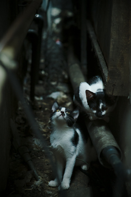 季后赛之夜，他踢出了迪马利亚式的拉满评分