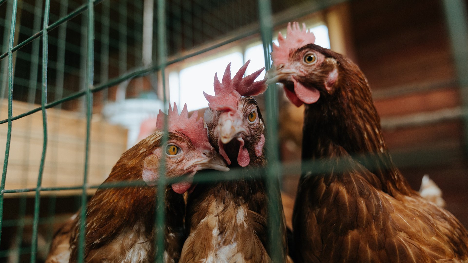 从圣城寒冬到北美盛夏，德罗赞的赛季与救赎之河