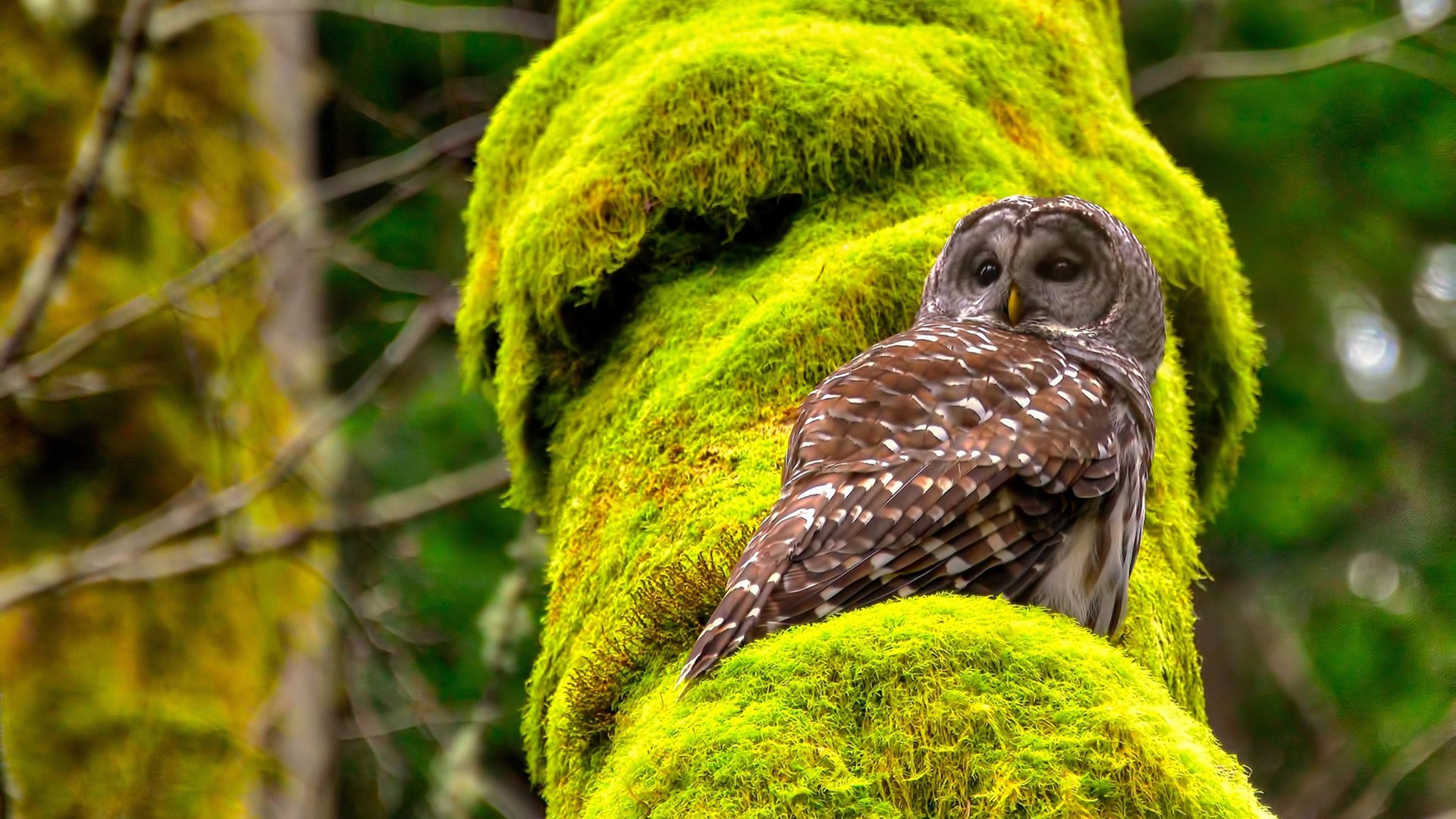 字母哥诠释统治力,开拓者战术革命,跨联盟的同日启示