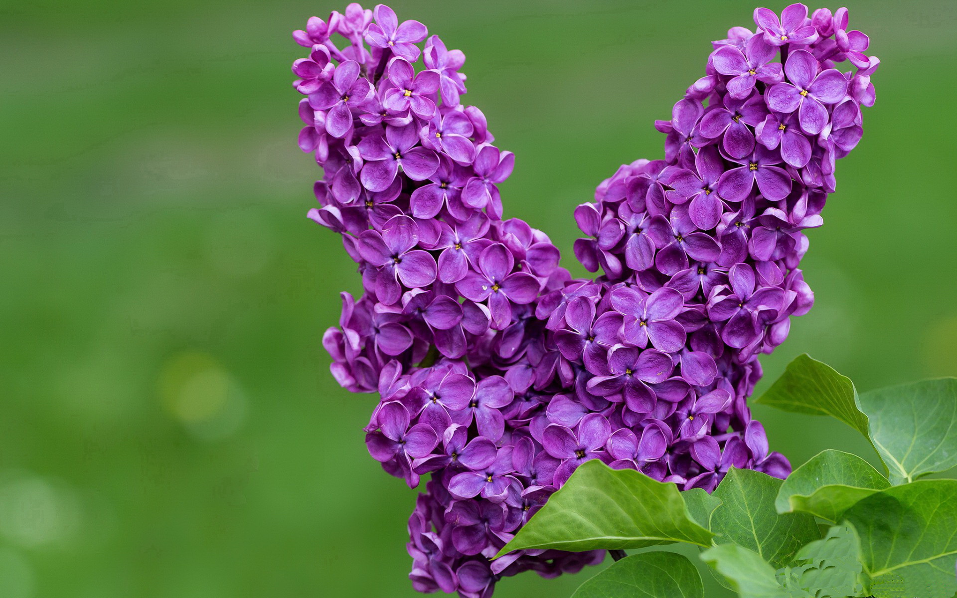 以阿根廷舞步,破桑巴铁幕,迪巴拉艺术之夜改写南美足坛叙事