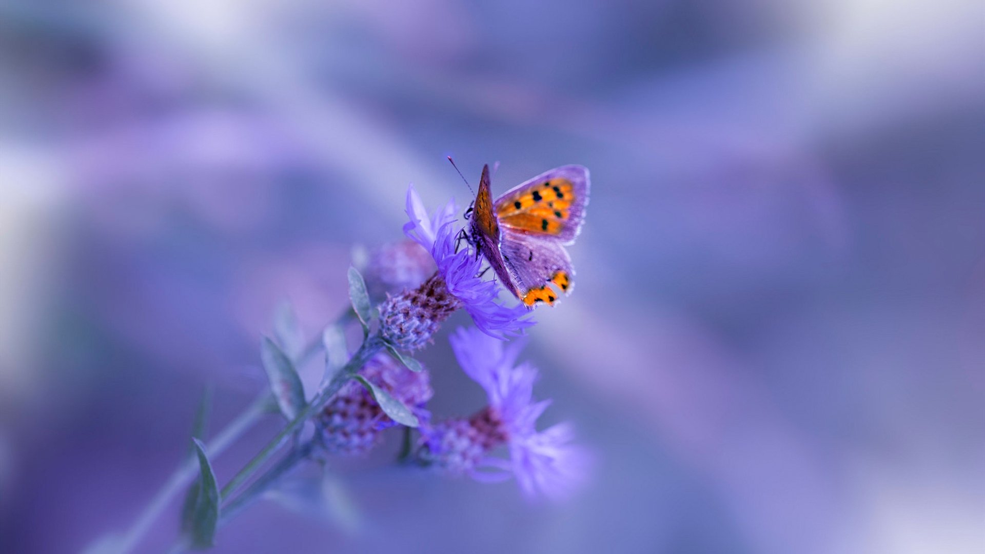 奥运周期关键战,喀麦隆险胜希腊,非洲篮球历史性突破的序幕?