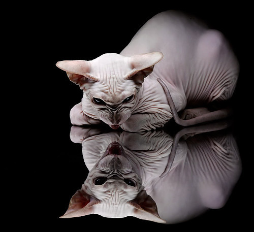 字母哥怒劈雷霆山，当现代篮球见证神话重启