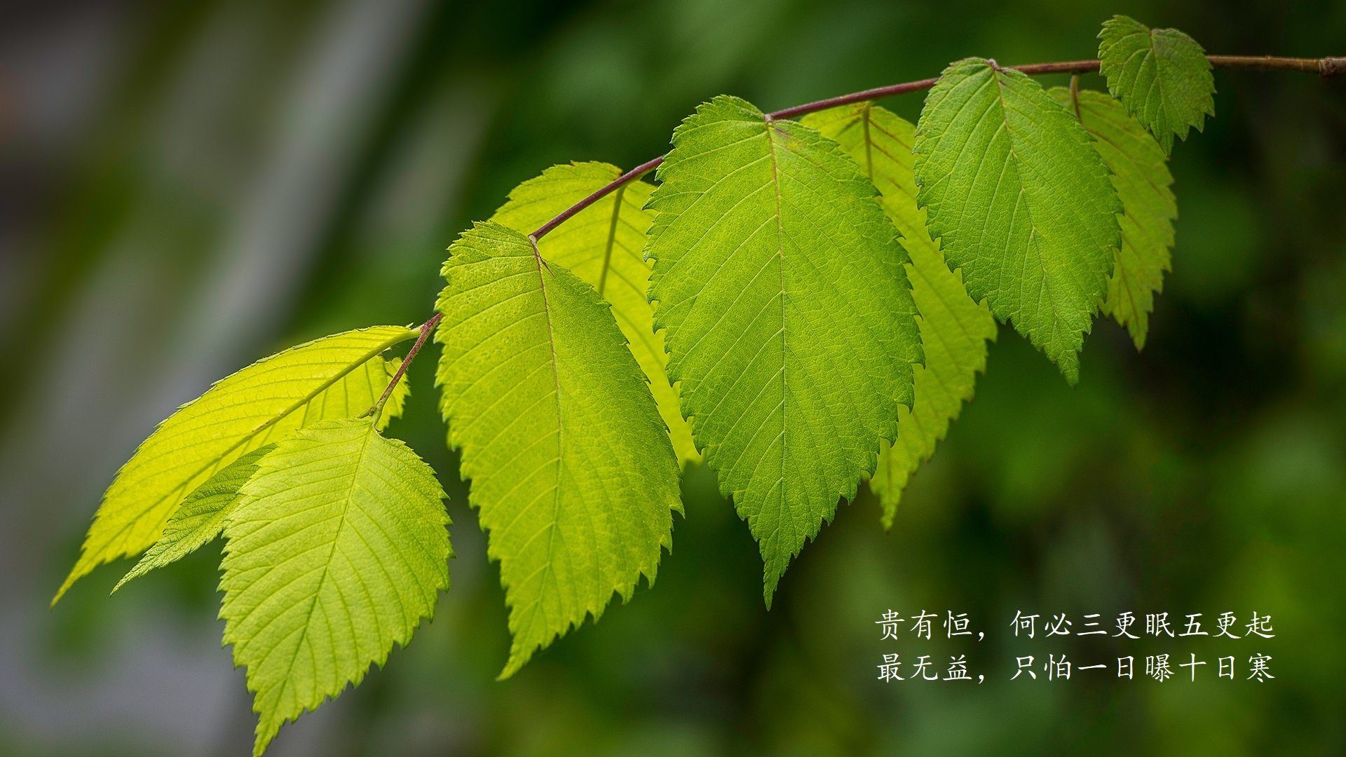 致命一击的荣耀，2026世界杯D组生死战，苏亚雷斯与哥斯达黎加如何用进攻爆发改写命运