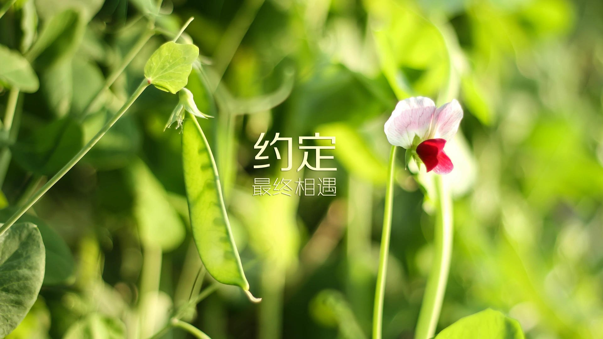 绝杀之夜,当哈兰德的光芒照亮2026世界杯出线战的巅峰对决